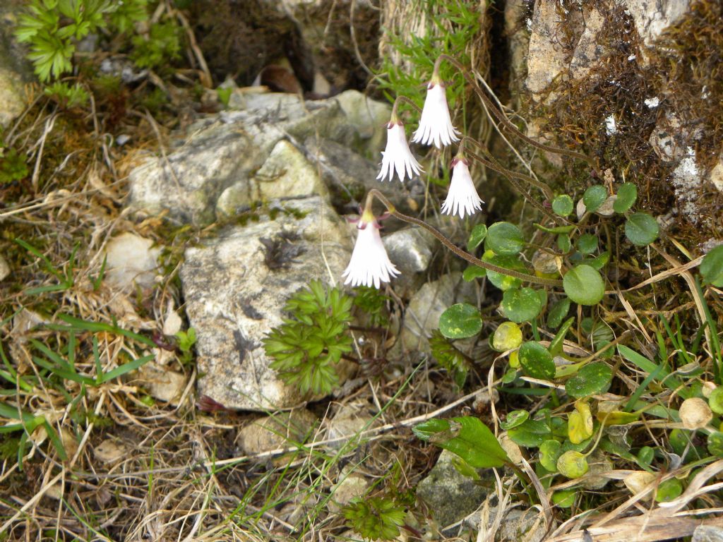 Soldanella minima